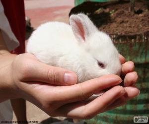 yapboz Beyaz tavşan, eller